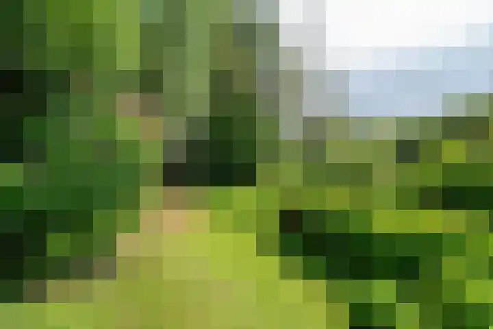 Roerdomp 3 Groningen thumbnail 58
