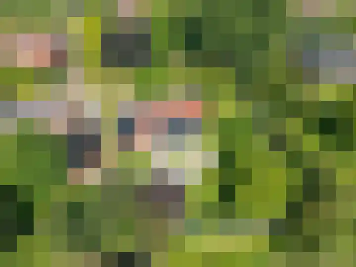 Roerdomp 3 Groningen thumbnail 60