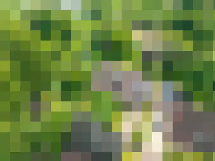Roerdomp 3 Groningen thumbnail 61