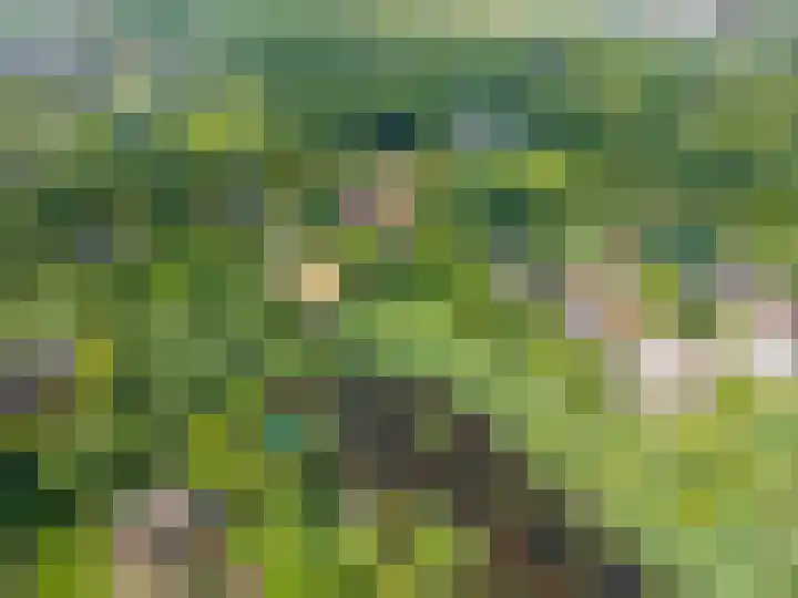 Roerdomp 3 Groningen thumbnail 62