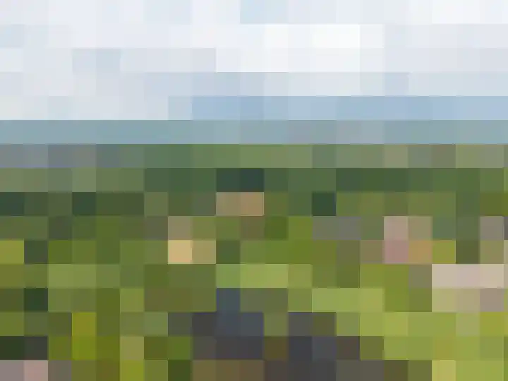 Roerdomp 3 Groningen thumbnail 63