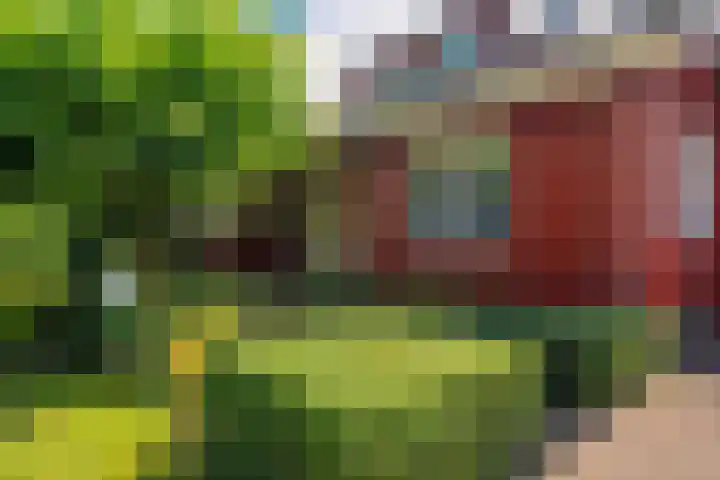 Roerdomp 3 Groningen thumbnail 8
