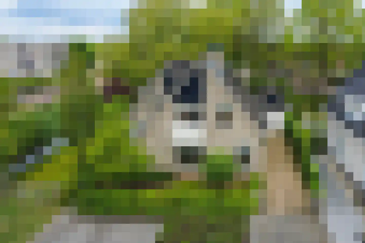 Roerdomp 36 Rijssen thumbnail 4