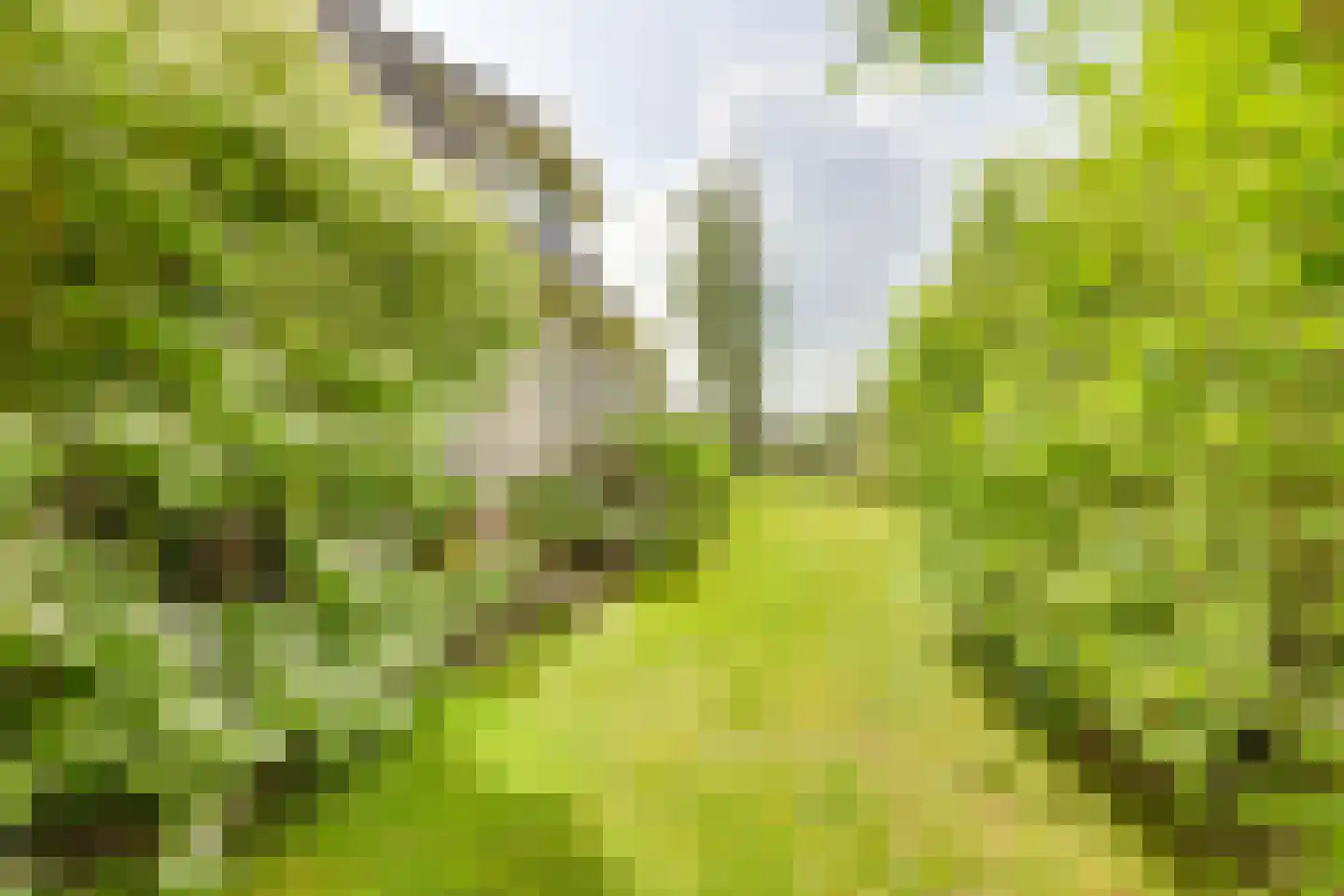 Roerdomp 36 Rijssen thumbnail 51