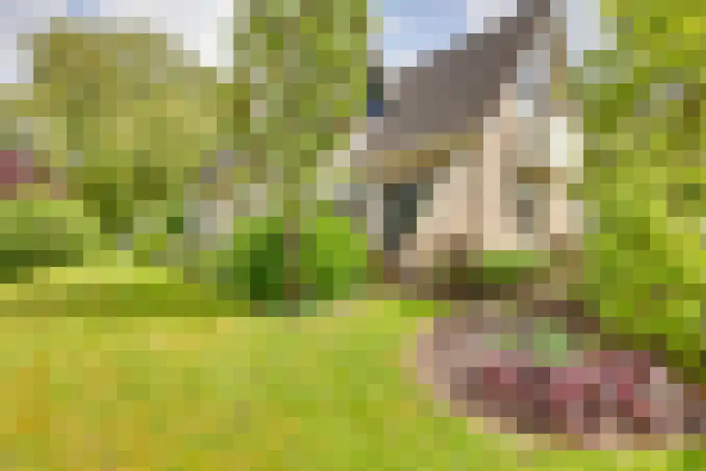 Roerdomp 36 Rijssen thumbnail 53