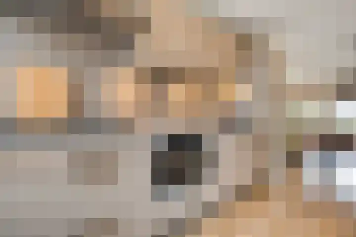 Roerdomp 47 Meppel thumbnail 12