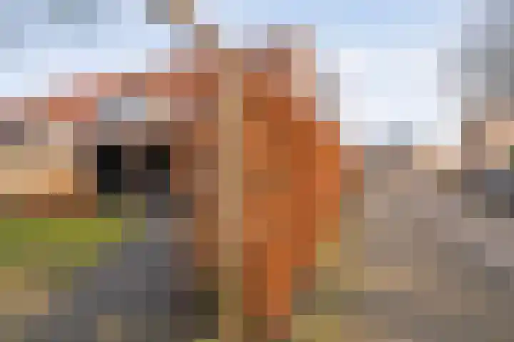 Roerdomp 47 Meppel thumbnail 33