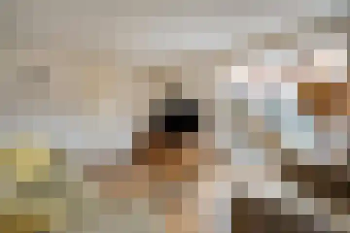 Roerdomp 47 Meppel thumbnail 8