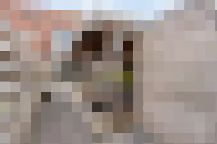 Roerdomp 49 Meppel thumbnail 27