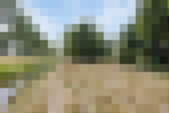 Roerdomp 49 Meppel thumbnail 37