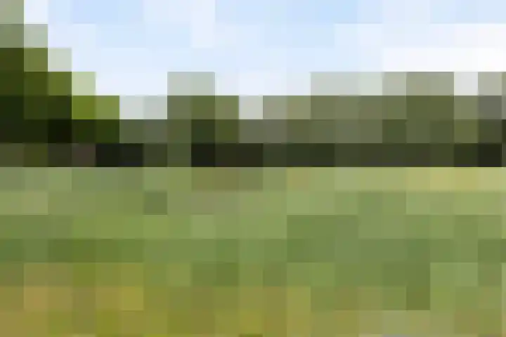 Roerdomp 49 Meppel thumbnail 38