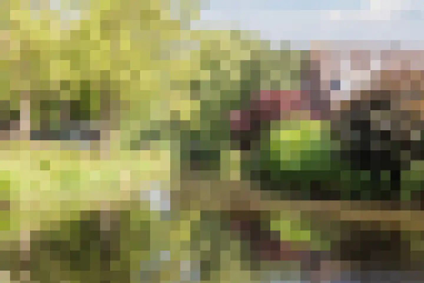 Roerdomp 5 Mijdrecht thumbnail 35