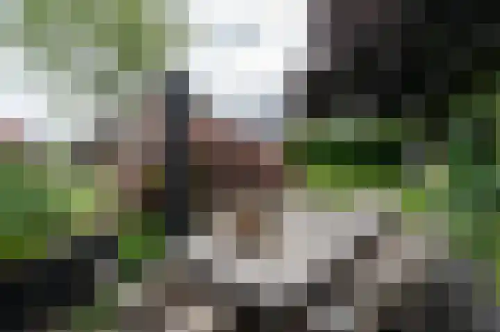 Roerdomp 5 Oude Pekela thumbnail 37