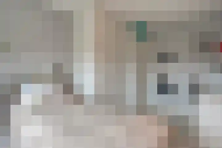 Roerdomp 8 Meppel thumbnail 22