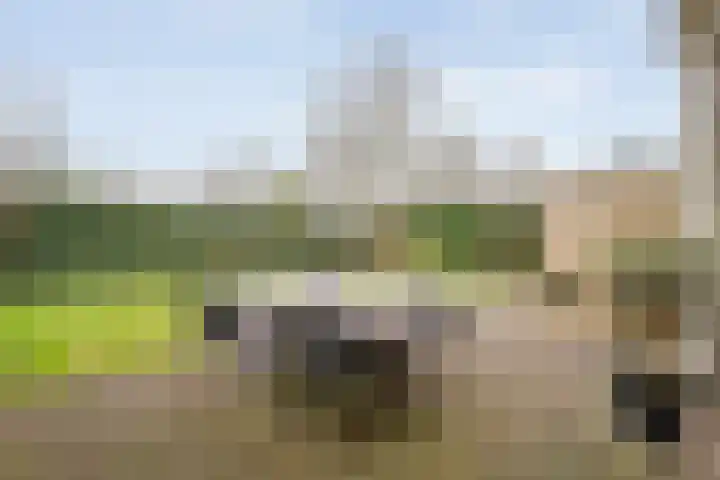 Roerdomp 8 Meppel thumbnail 29
