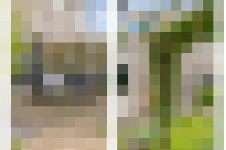 Roerdomp 8 Meppel thumbnail 30