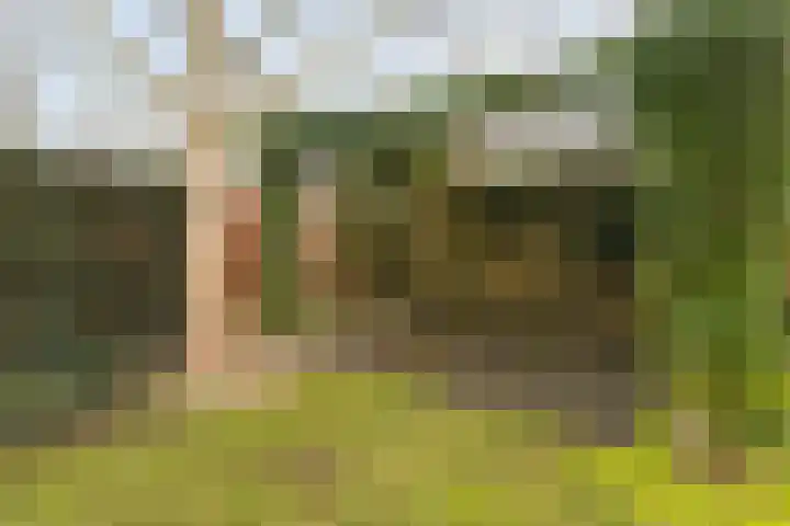 Roerdomp 8 Meppel thumbnail 33