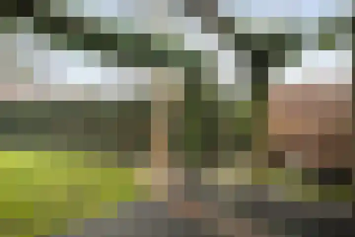 Roerdomp 8 Meppel thumbnail 34