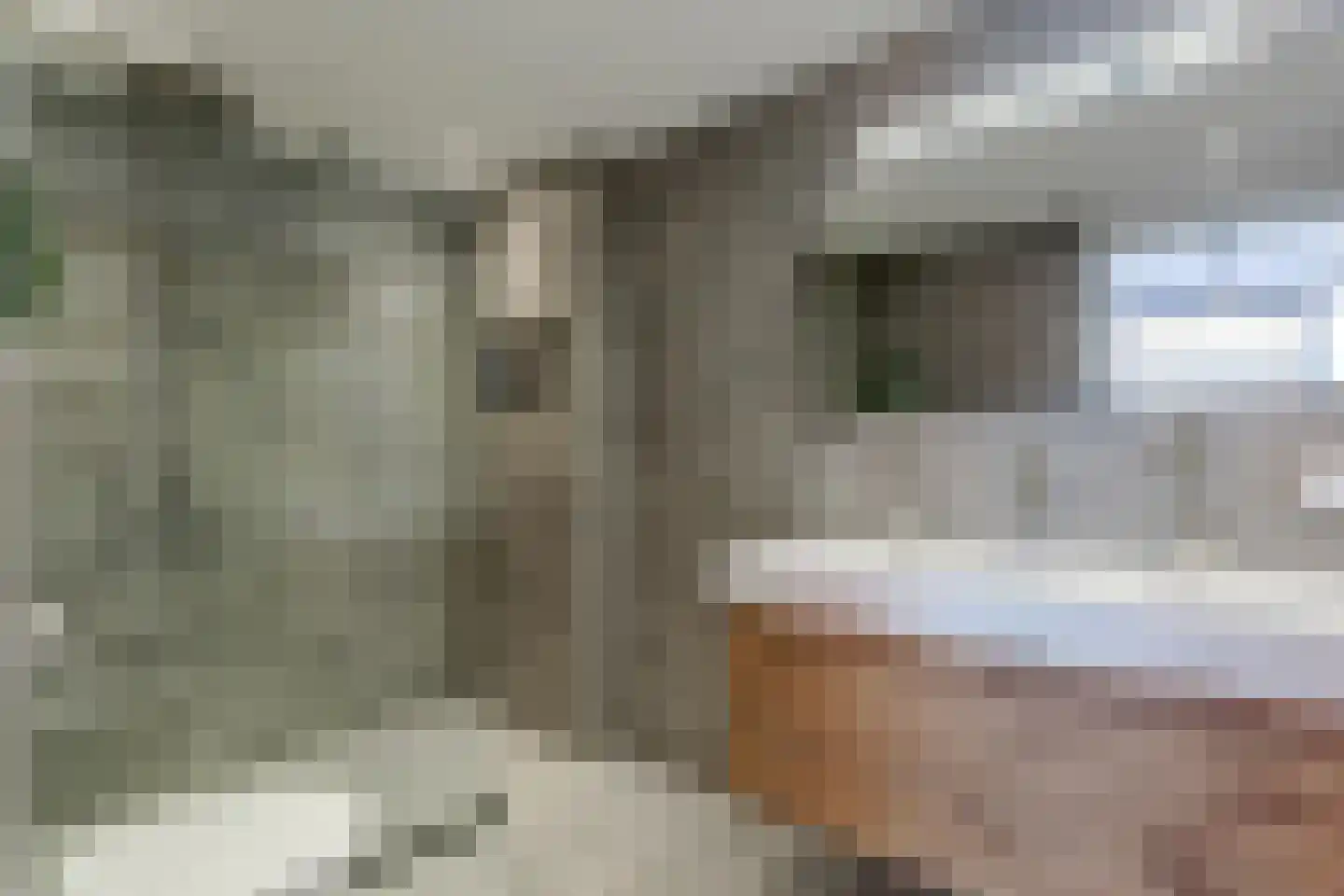 Roerdomp 8 Spanbroek thumbnail 5