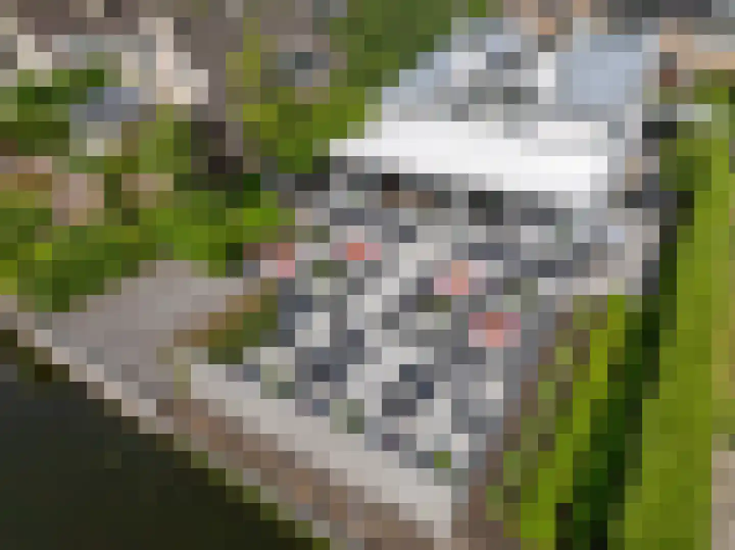 Roerdomperf 10 Voorschoten foto 2