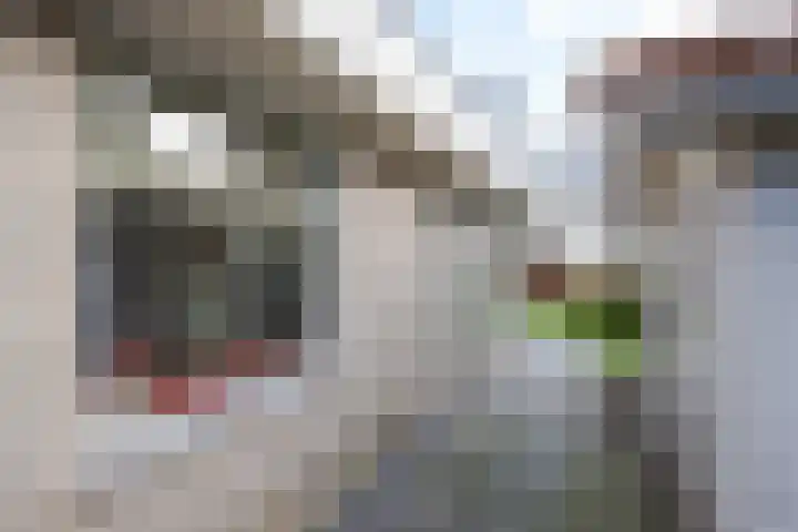 Roerdomperf 14 Voorschoten thumbnail 31