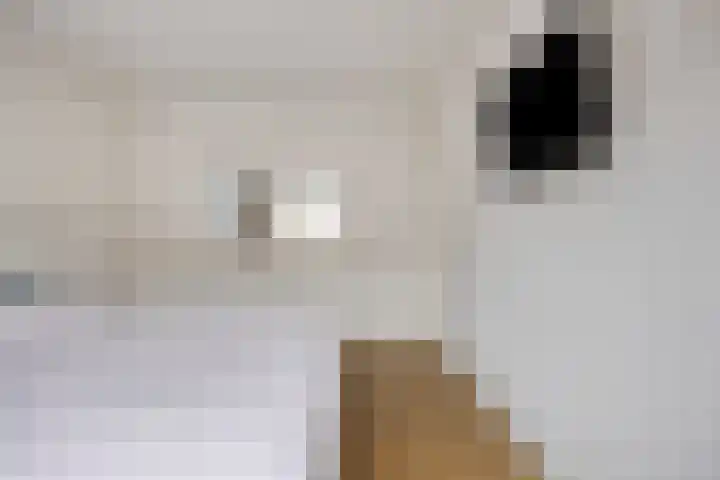 Roerdomphof 5 Dongen thumbnail 18