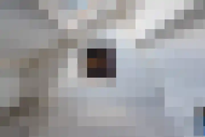 Roerdomplaan 204 Hoogeveen thumbnail 38