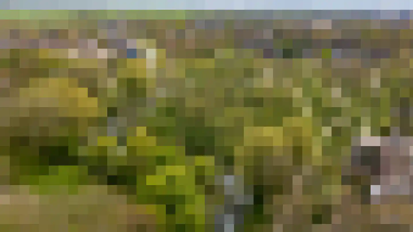 Roerdompweide 4 Houten thumbnail 49