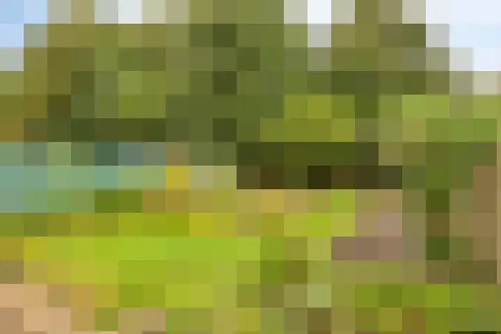 Roermonds Kwartier 36 Grubbenvorst thumbnail 22