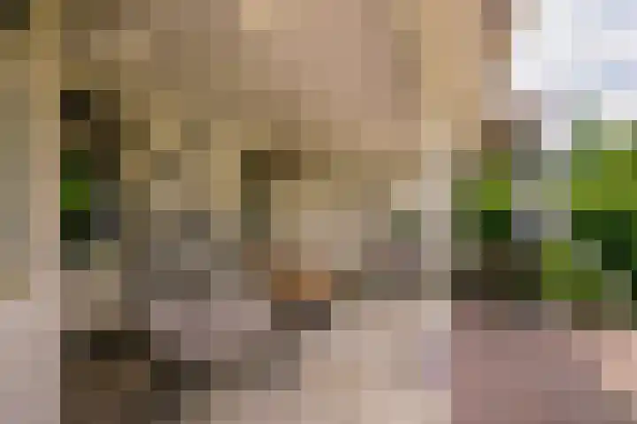 Roermondseweg 170 Steyl thumbnail 33