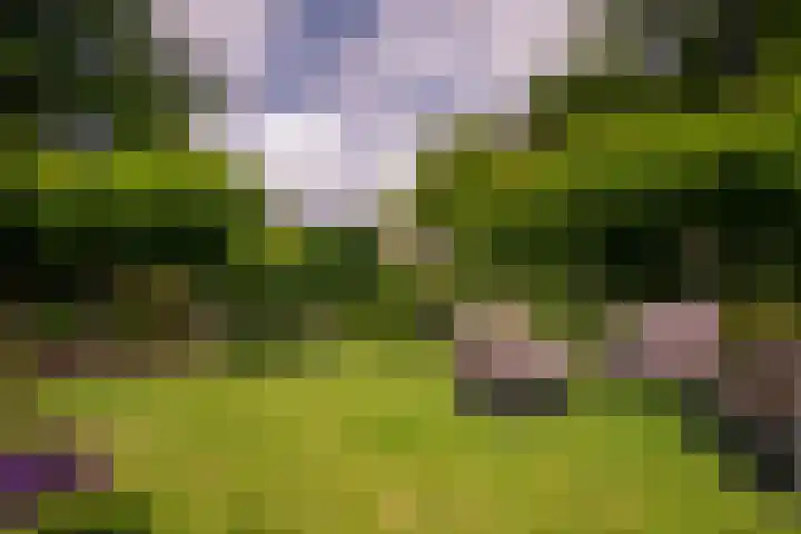 Roermondseweg 170 Steyl thumbnail 41