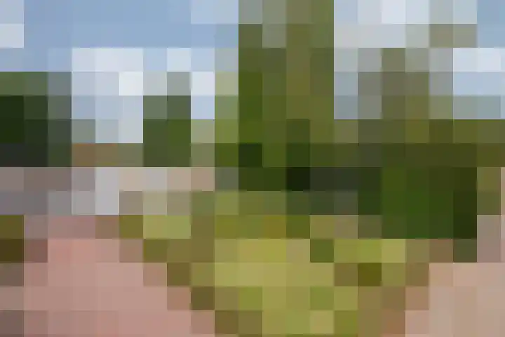 Roermondseweg 170 Steyl thumbnail 60