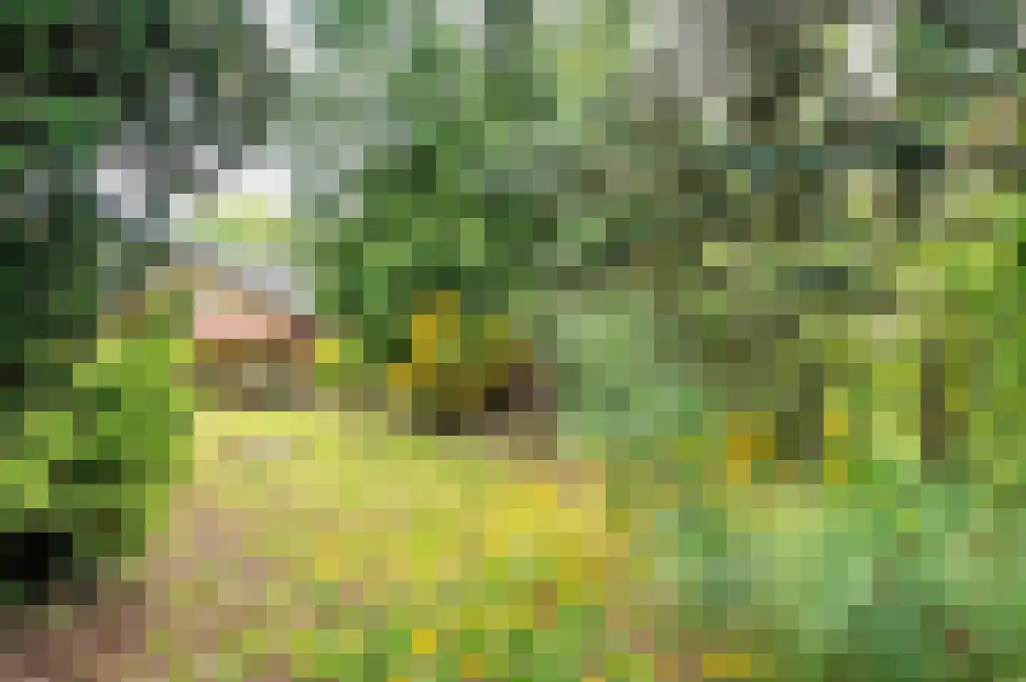 Roermondseweg 82 Haelen thumbnail 5