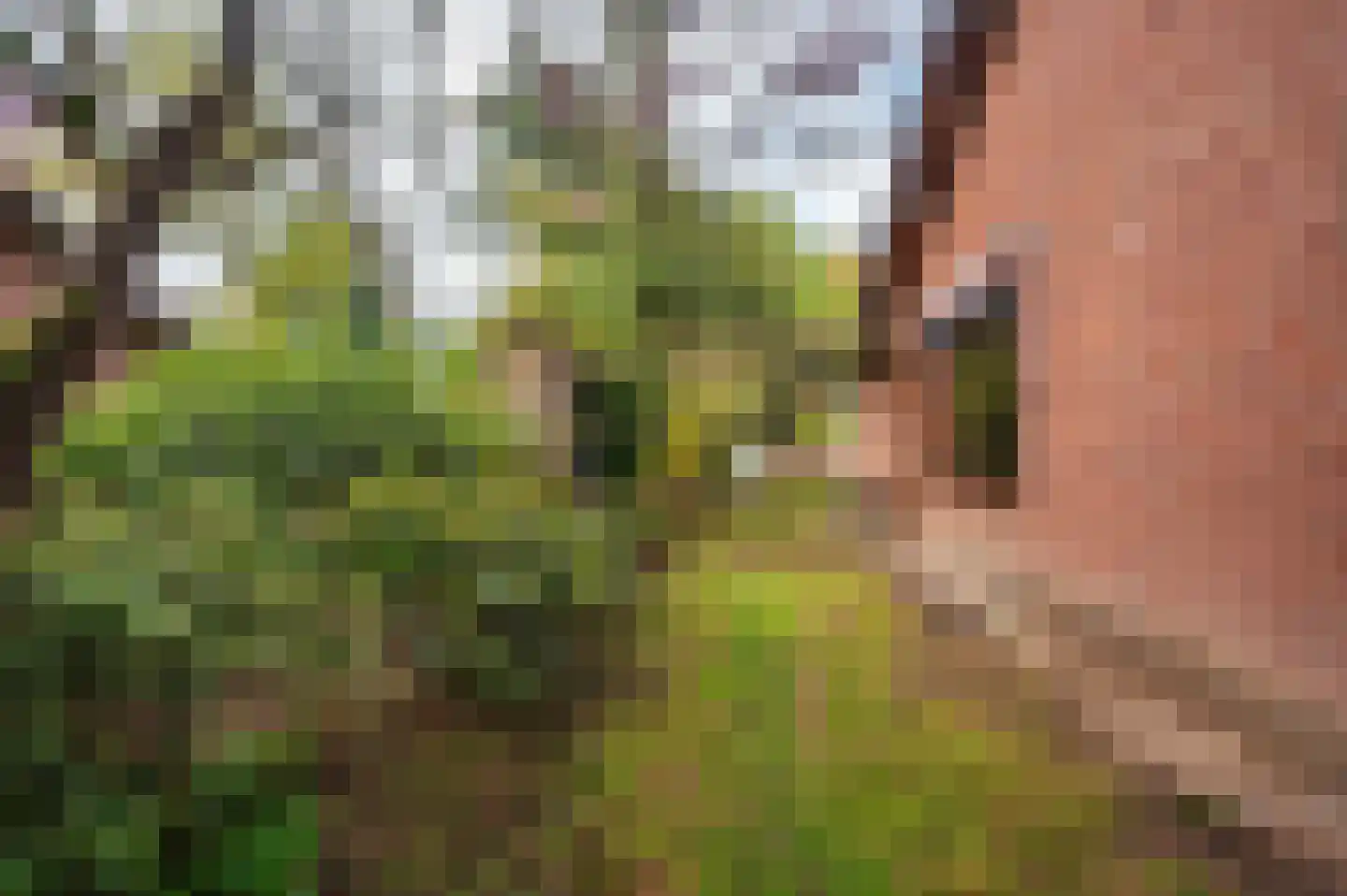 Roermondseweg 82 Haelen thumbnail 56