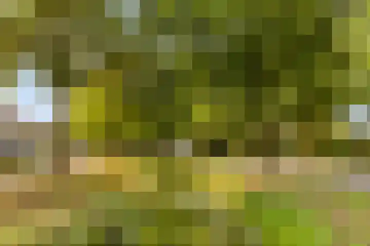 Roesterd 13 Ravenstein thumbnail 28