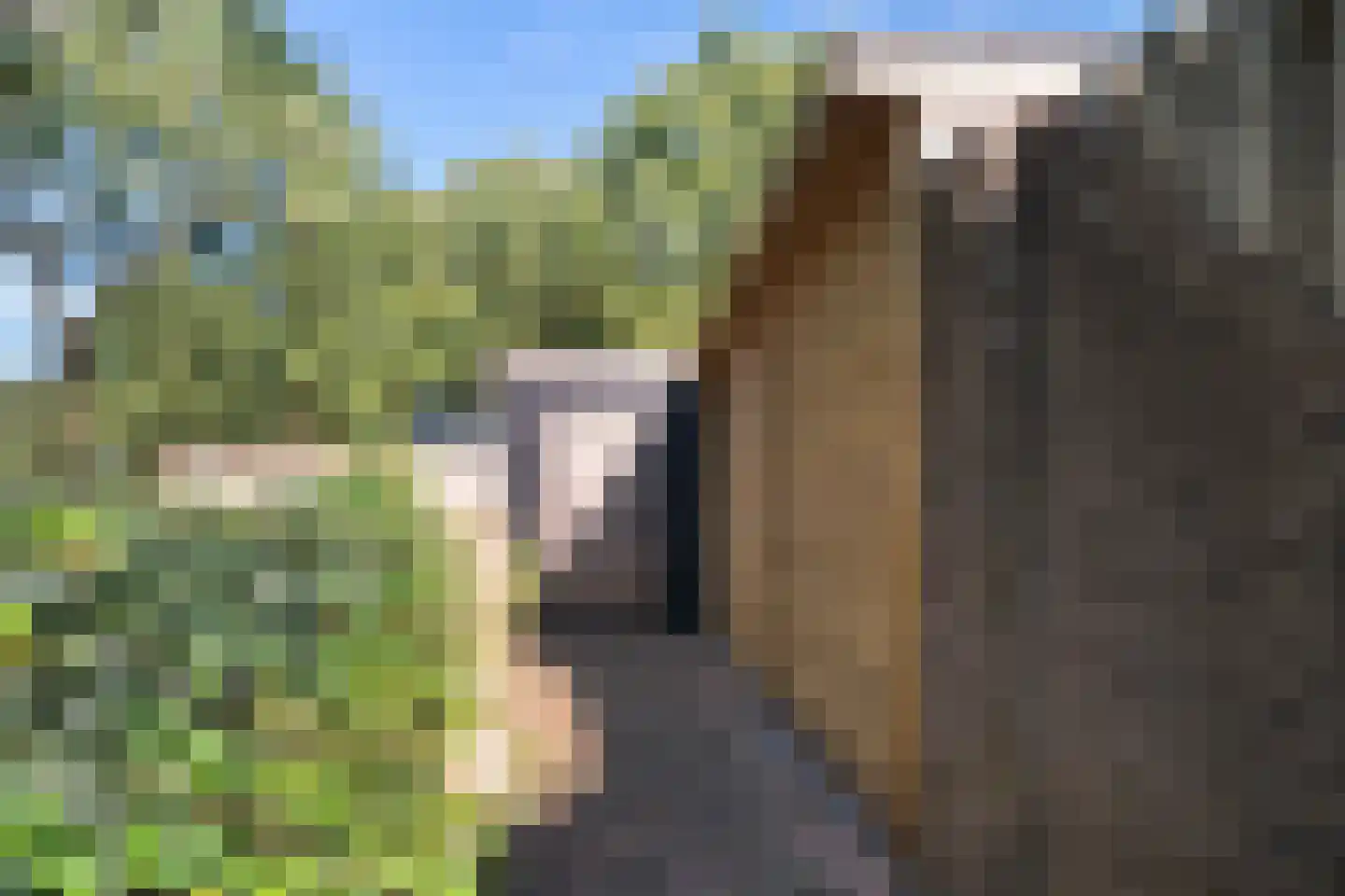 Roesterd 6 Ravenstein thumbnail 51