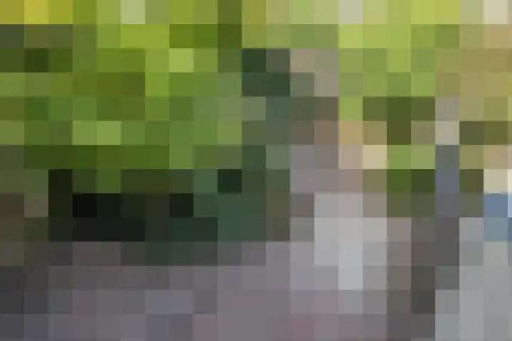 Roestmos 14 Rotterdam thumbnail 22