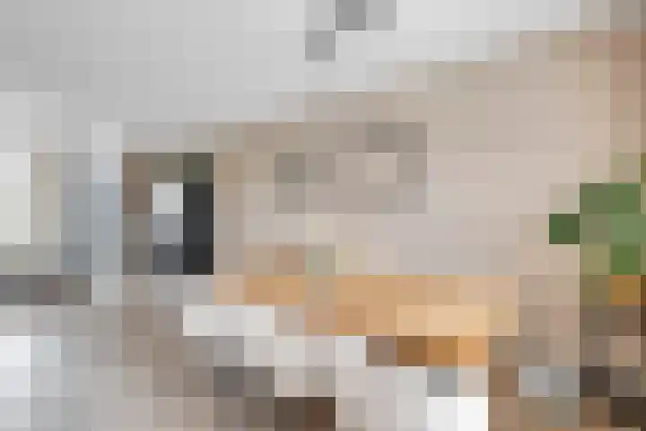 Rog 20 Hellevoetsluis thumbnail 13