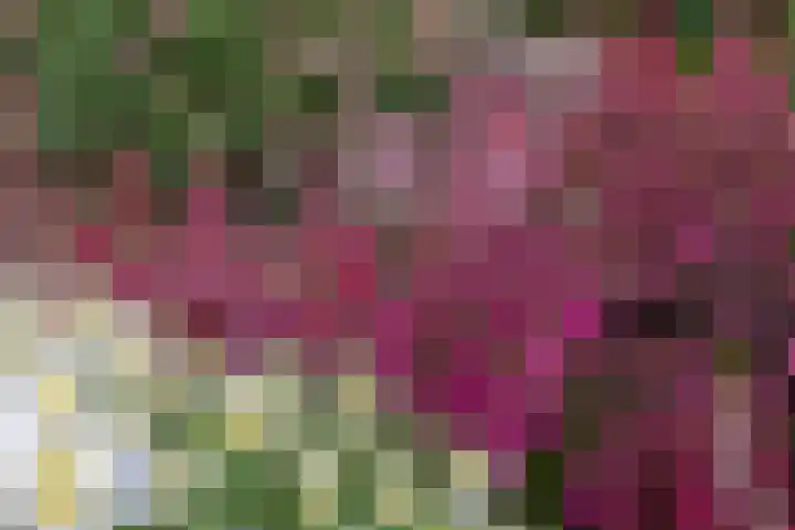 Rog 20 Hellevoetsluis thumbnail 8