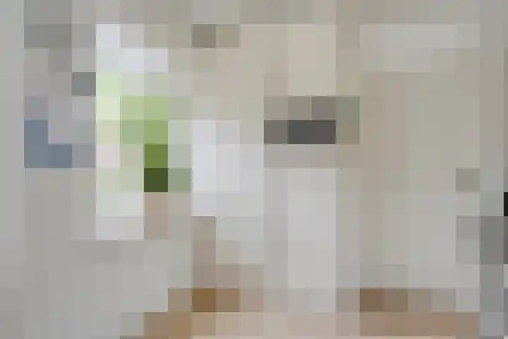 Rogat 36 Rogat thumbnail 13