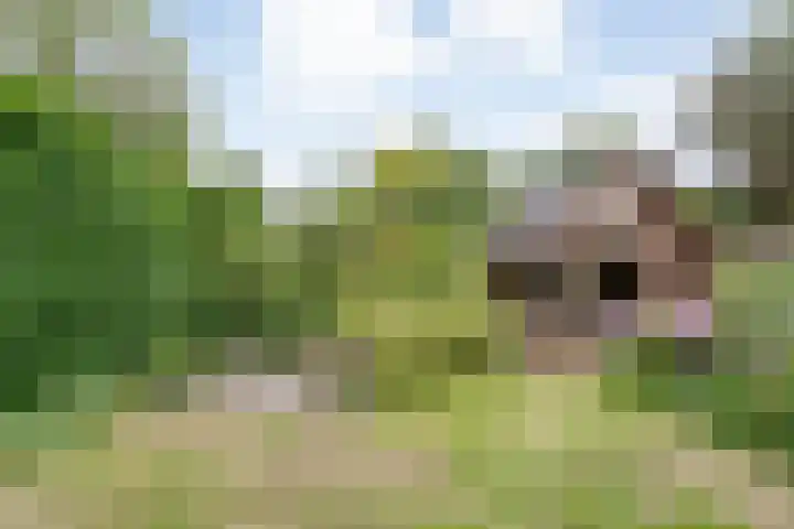 Rogat 36 Rogat thumbnail 28
