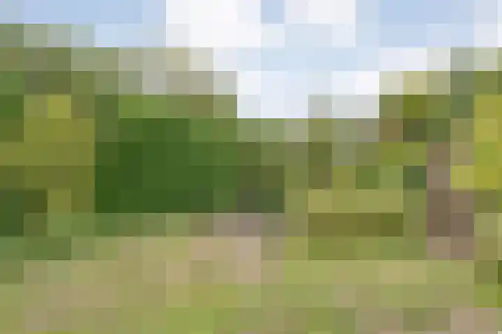 Rogat 36 Rogat thumbnail 29