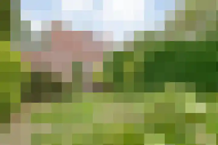Rogat 36 Rogat thumbnail 32