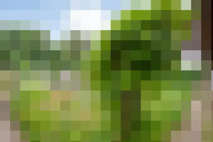 Rogat 36 Rogat thumbnail 39