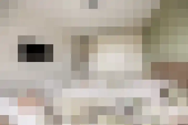 Rogberg 58 Puiflijk thumbnail 19