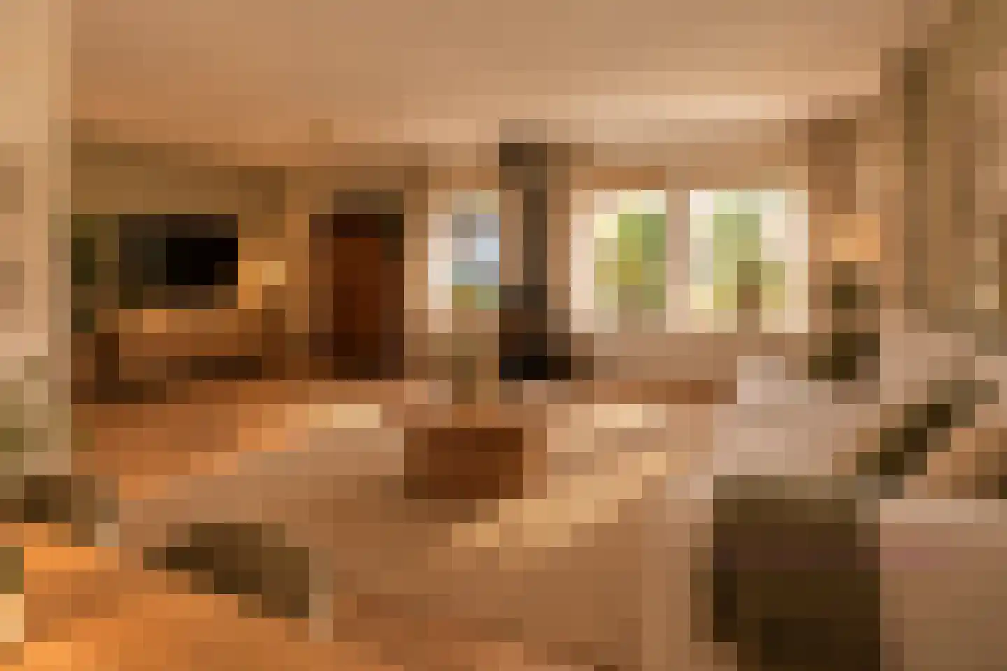 Roggeblom 1 Gorredijk thumbnail 14