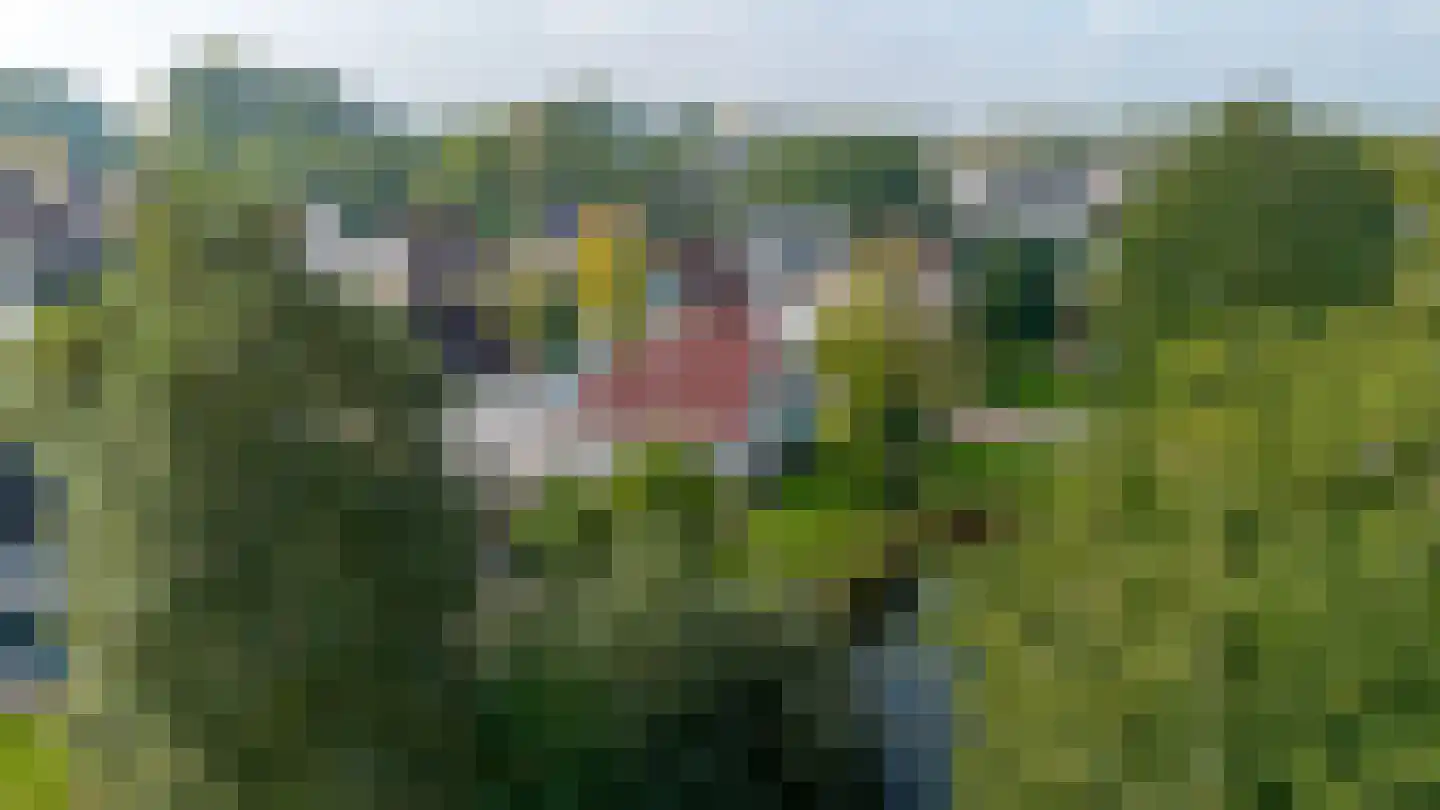 Roggeblom 1 Gorredijk thumbnail 4