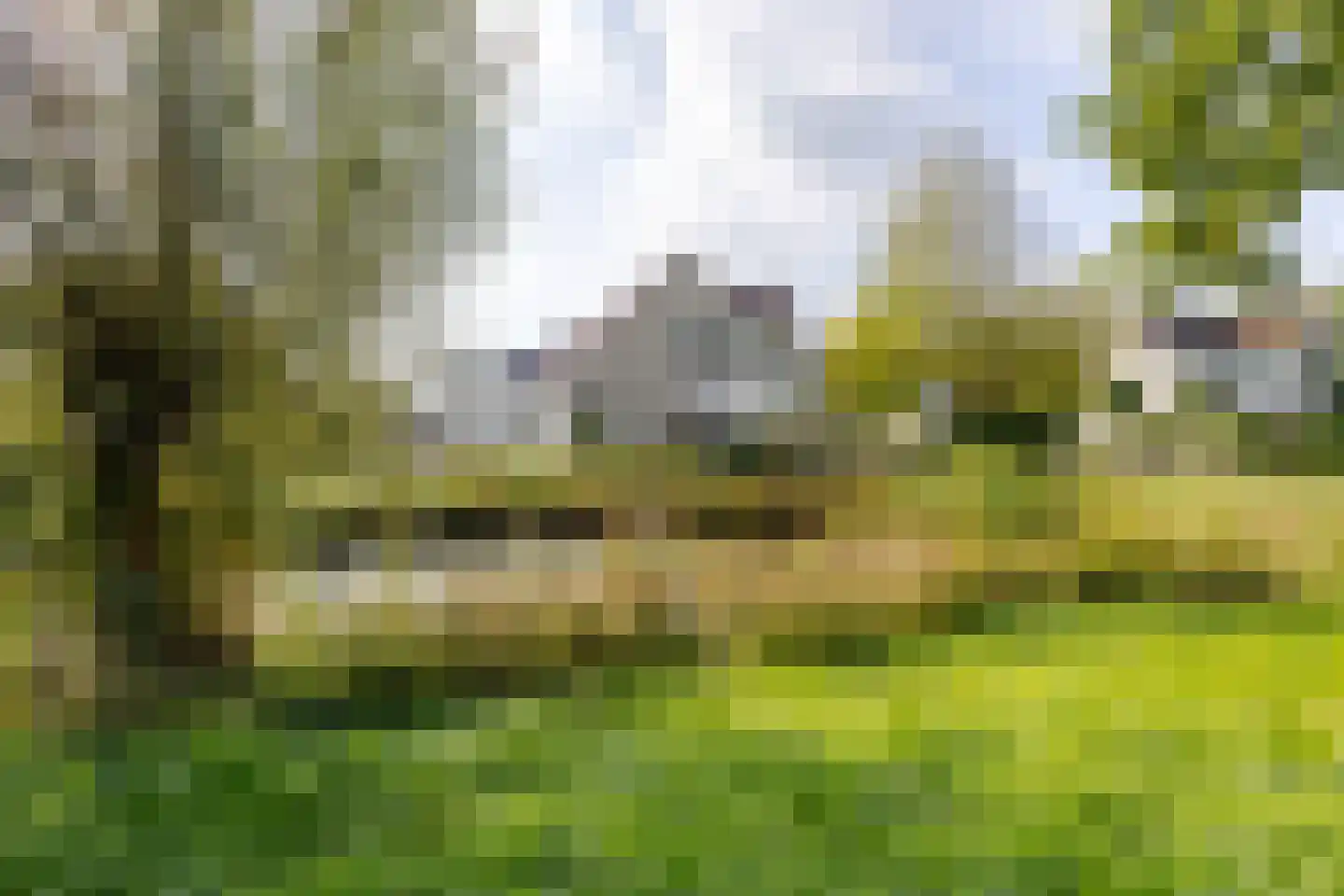 Roggeblom 1 Gorredijk thumbnail 5