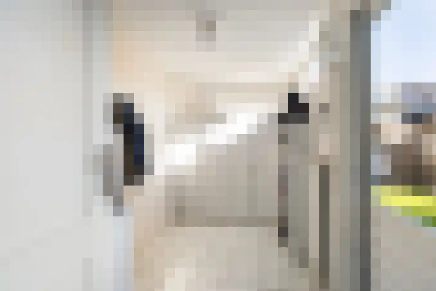 Roggeblom 10 Damwâld thumbnail 15