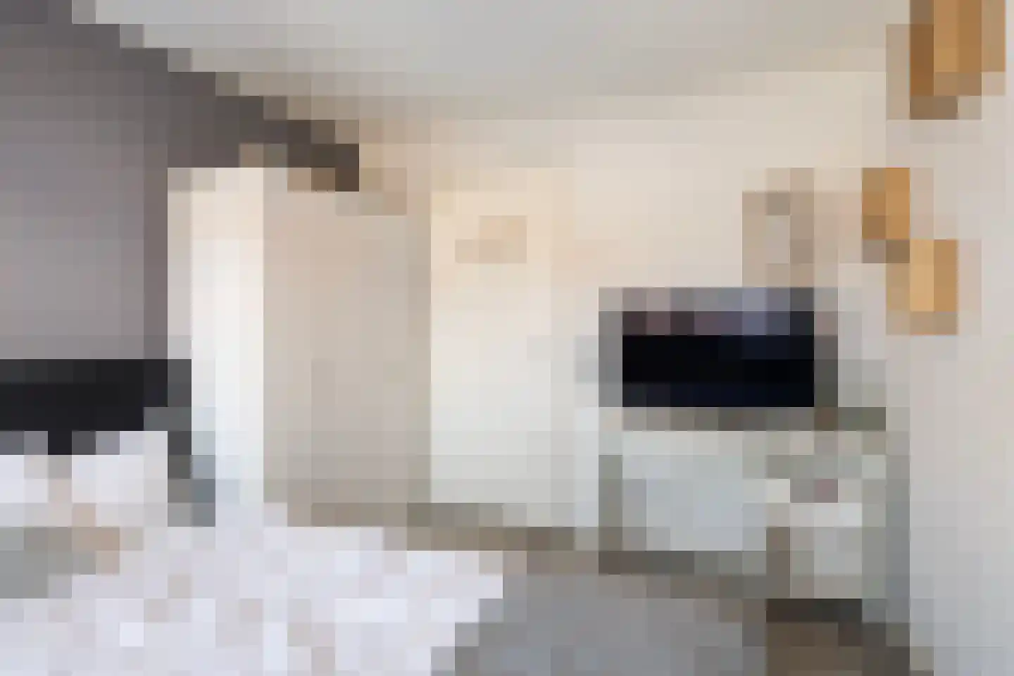 Roggeblom 10 Damwâld thumbnail 25